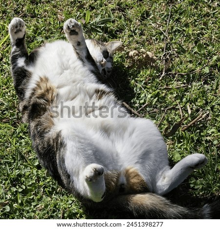 A tubby tabby cat enjoys the sunshine Royalty-Free Stock Photo #2451398277