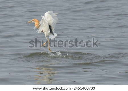 Mistake attack fish of Javan pond heron or Ardeola speciosa fishing in the river but very good beautiful picture.