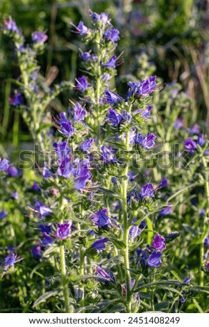 Blue flowers in the field, common blueberry (Echium vulgare). Viper vermilion , a medicinal plant. Royalty-Free Stock Photo #2451408249