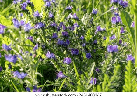 Blue flowers in the field, common blueberry (Echium vulgare). Viper vermilion , a medicinal plant. Royalty-Free Stock Photo #2451408267