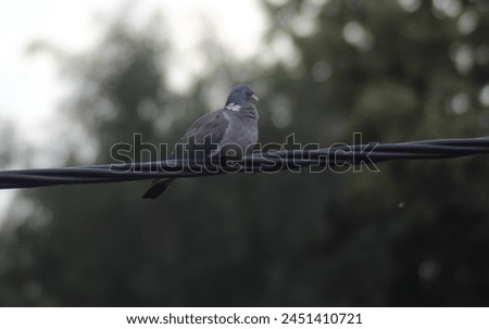 Common wood pigeon resting on an electrical wire