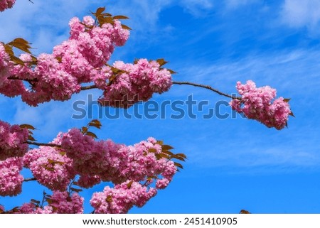 Spring in Germany. Beautiful Japanese cherry blossom flowers. Cherry blossoms against the backdrop of a piercing blue sky.