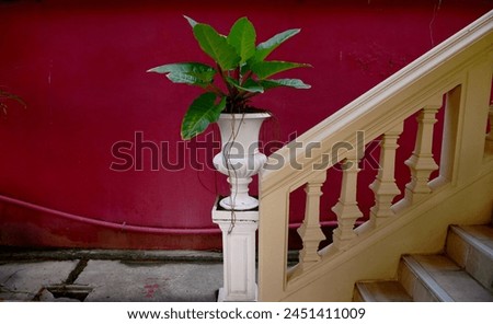 Beautiful Philodendron sp. ‘Ruaysap’ is ornamental plant in pots on white cement pillars located near soft yellow colored cement staircase of the building at Thailand. Royalty-Free Stock Photo #2451411009