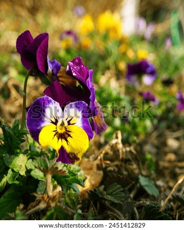 Colorful viola flower in the garden. Pansy flower.