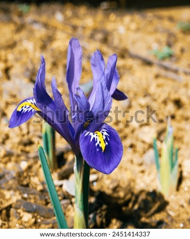 Close up Beautiful purple iris flower