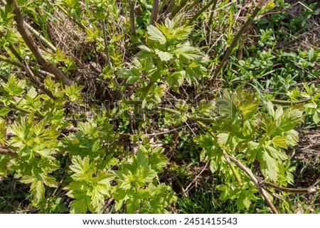 Bush of ash-leaved maple with young leaves on the sprouts in sunny spring morning, top view  
 Royalty-Free Stock Photo #2451415543