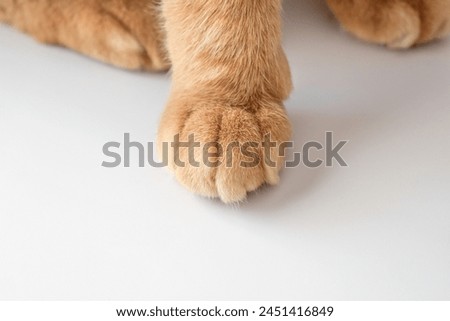 Ginger cat paw closeup. Cat sitting on the table.  Royalty-Free Stock Photo #2451416849