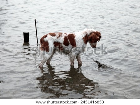 Exterio photo visual view of a hunting doggy dog pet free on the water looking at something in the pond river lake in a Normandy during the wet season winter sutumn