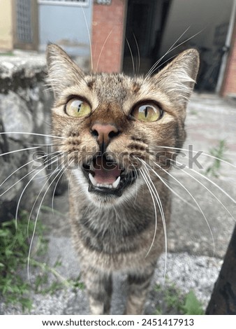 A picture of tabby colour stray cat meowing asking for food.