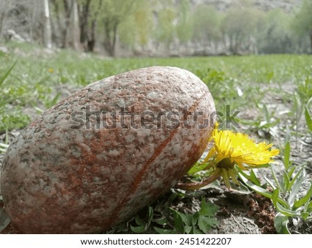 Picture of yellow flowers
Picture of yellow flowers and Red stone
Picture of world Wilde flower Vivid yellow flower radiates warmth against green foliage a vibrant symbol of nature's beauty and vita