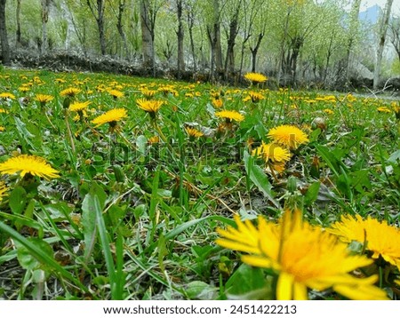 Picture of yellow flowers
Picture of yellow flowers and Red stone
Picture of world Wilde flower Vivid yellow flower radiates warmth against green foliage a vibrant symbol of nature's beauty and vita
