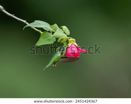 Speckled Hummingbird in flight collecting nectar from pink flower on green background