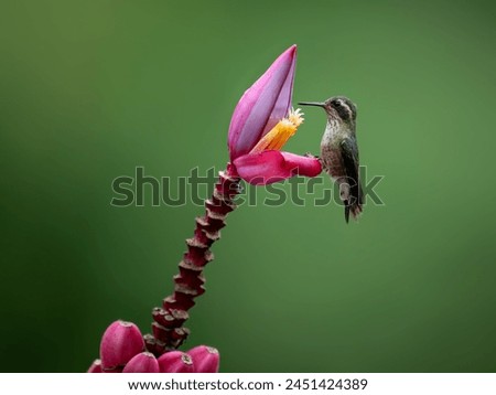 Speckled Hummingbird collecting nectar from pink flower on green background