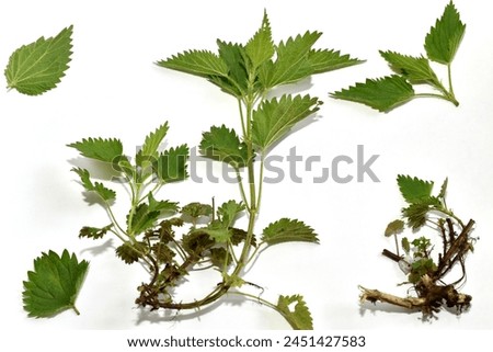 Stinging nettle, field herb. The picture shows the leaves of Stinging Nettle, the stem and its root system.