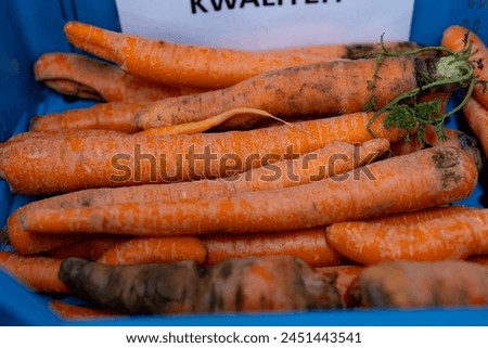 Different types and sizes of non standard orange carrots in plastic box in vegetables processing farm, close up Royalty-Free Stock Photo #2451443541