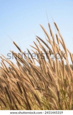 Silhouettes of Wheat Stalks Against the Backdrop of a Late Afternoon Sky, Painting a Serene Picture of Rural Life