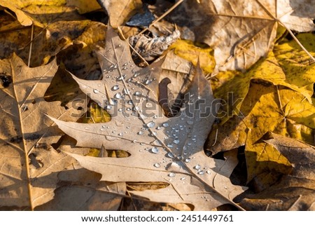 natural autumn background. raindrops close-up on a fallen oak leaf, yellow leaves lie on the ground, Royalty-Free Stock Photo #2451449761