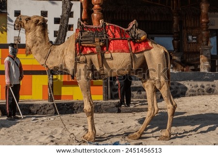 A camel standing with its handler on Kelan Beach, Bali in the afternoon. waiting for the renter to board it