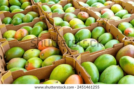 "Exotic and succulent mangoes, showcasing their luscious golden flesh and tropical charm. This high-resolution image captures the vibrant colors and unique texture of ripe mangoes, perfect for adding 