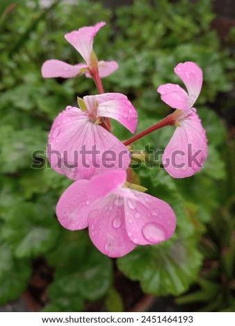 Close-up picture of a pink flower wet by the rain.