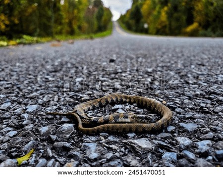 close up dead snake on road Royalty-Free Stock Photo #2451470051