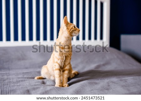 A red-haired little kitten with huge ears sits on a bed with a gray blanket and looks around Royalty-Free Stock Photo #2451473521