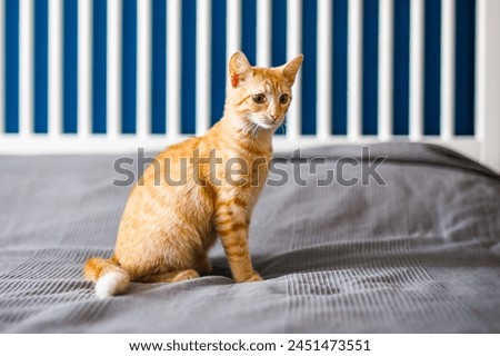A red-haired little kitten with huge ears sits on a bed with a gray blanket and looks around Royalty-Free Stock Photo #2451473551