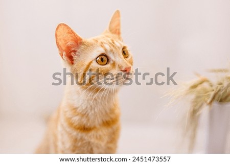 Large portrait of a red-haired kitten with big yellow eyes, pink nose, and huge ears Royalty-Free Stock Photo #2451473557