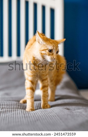 A red-haired little kitten with huge ears sits on a bed with a gray blanket and looks around Royalty-Free Stock Photo #2451473559