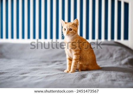 A red-haired little kitten with huge ears sits on a bed with a gray blanket and looks around Royalty-Free Stock Photo #2451473567