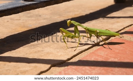 The European mantis (Mantis religiosa). Large green insect on red tiled slabs of a house terrace in Portugal. Shadows of a wrought iron fence on the ground. Passion for entomology, trip to Europe Royalty-Free Stock Photo #2451474023