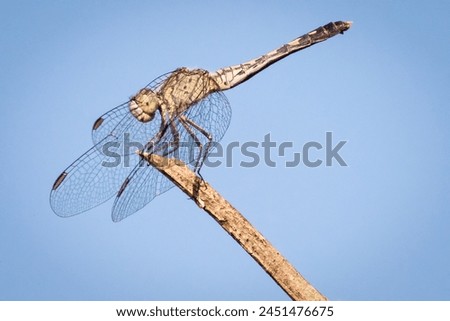 dragonfly macro closeup on stick, with wing and eye detail, against blue sky, single isolated with copy space