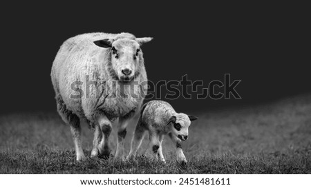 A new born lamb taking it's first steps next to the ewe, dark mood, monochrome, black and white, copy space, minimalism, 16:9