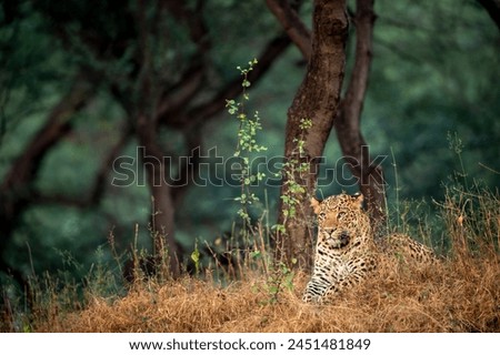 indian wild male leopard or panther or panthera pardus in natural scenic green background and beautiful winter light on his face in safari at jhalana leopard reserve forest jaipur rajasthan india