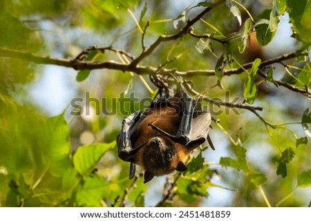 indian flying fox or greater indian fruit bat or Pteropus giganteus face closeup or portrait hanging on tree with wingspan eye contact at ranthambore national park forest tiger reserve rajasthan india Royalty-Free Stock Photo #2451481859