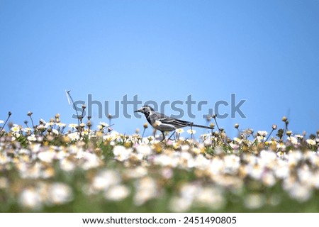 White wagtail (Motacilla alba) among green grass and daisies. White wagtail on meadow. Animal.  Migratory birds began to fly to warm countries. Ornithology. No people, nobody. Horizontal photo.  Royalty-Free Stock Photo #2451490805