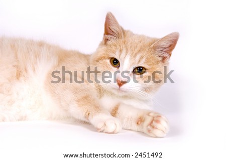 A yellow kitten rests on a white background