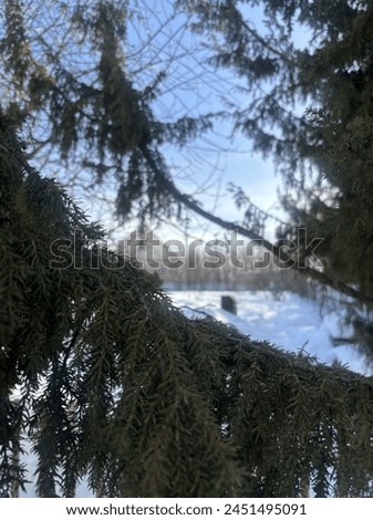 Against the backdrop of a bright sunny day, the fir tree stands majestically, adorning nature with its greenery. Its needles glisten in the sunlight, like precious gems on an emerald carpet.  Royalty-Free Stock Photo #2451495091