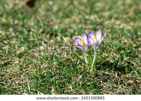 Yellow blooming crocuses flowers, spring flowers growing in garden. Golden yellow flowers of two Crocus chrysanthus in February. High quality photo