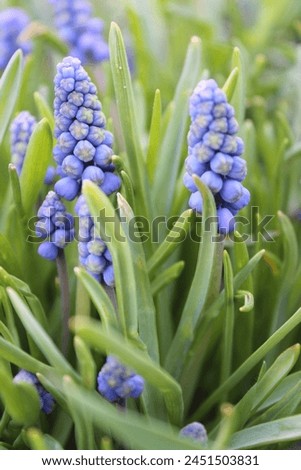 Blue Flowers with White Fringe, Garden Grape-Hyacinth. Armenian Grape Hyacinth Close Up. Nature Floral Background. Grape Hyacinth (Druifhyacint) Garden Decor. Blue Flowers with Green Basal Leaves Royalty-Free Stock Photo #2451503831