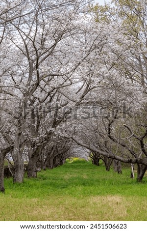 Someiyoshino cherry blossoms blooming in the spring park Royalty-Free Stock Photo #2451506623