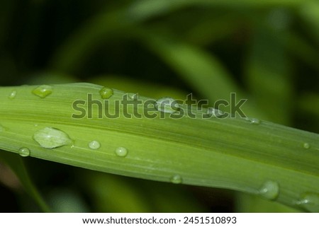 Closeup Water Drop on a Green Leaf Nature Print. Fresh Dewy Morning Botanical Art. Green Leaves with Morning Dew Drops Nature Photography. Fresh Dewy Morning Summer Spring Background.