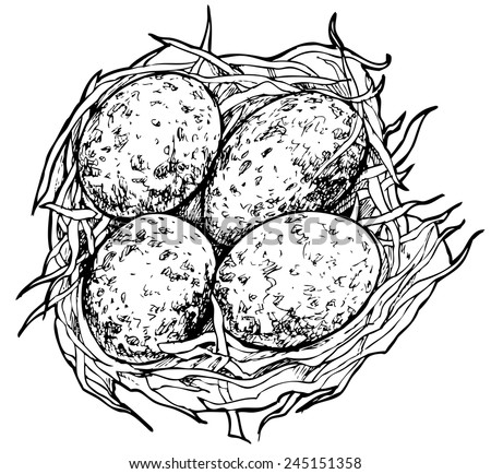 wild quail or voles nest  with eggs,  isolated on white background, vector illustration drawing stylized engraving
