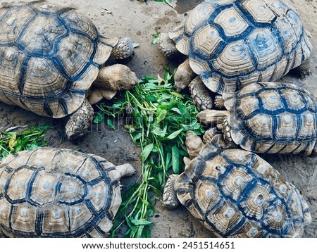 Group of tortoise eating vegetable on the ground