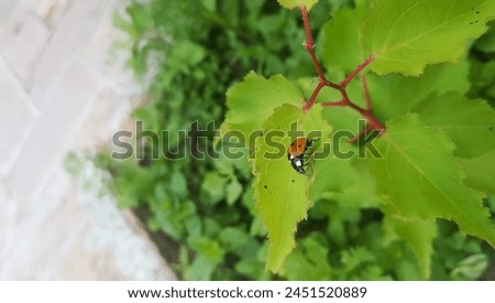 Ladybug 🐞 on mini plant 