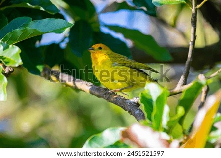 True Canary (Sicalis flaveola). "Canário da terra" bird. Royalty-Free Stock Photo #2451521597