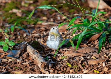 True Canary (Sicalis flaveola). "Canário da terra" bird. Royalty-Free Stock Photo #2451521609