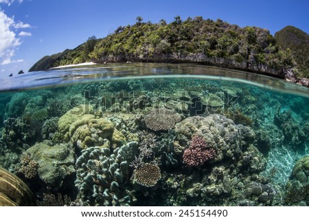 A diverse coral reef grows in shallow water in Raja Ampat, Indonesia. This region is part of the Coral Triangle and contains more marine life than anywhere else on Earth.
