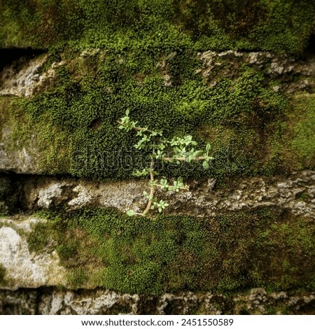 Angeloweed on a mossy wall, nature wall, natural  wall background with plants, natural green wallpaper and background Royalty-Free Stock Photo #2451550589
