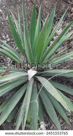 Forest Junglee Plants with thorns in the leaves Royalty-Free Stock Photo #2451553765